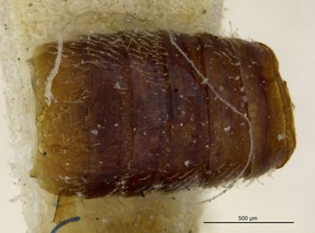 Media type: image;   Entomology 6561 Aspect: body parts